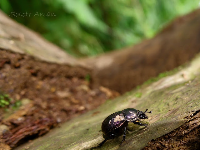 Phelotrupes auratus