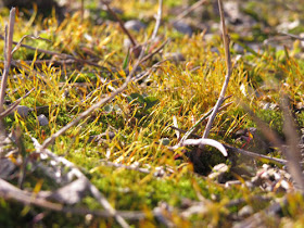 orange moss sporangia