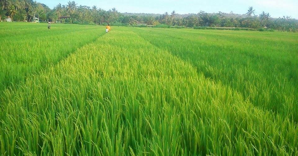 Gambar Padi Solusi Petani Nasa