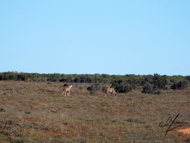 Les kudu dans le parc Addo