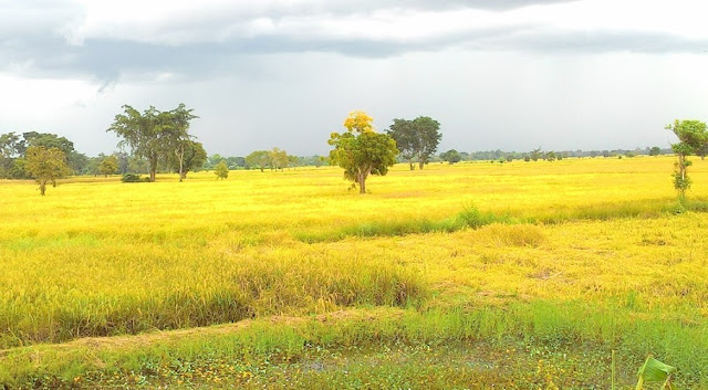 Hom Mali Rice Paddy Fields Images3