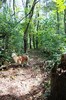 dog on trail