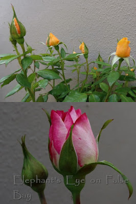 South Africa Thuli Madonsela roses