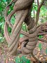 Ayahuasca, Planta Maestra medicinal.