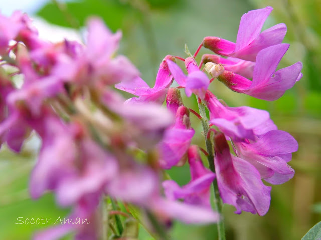 Vicia amoena