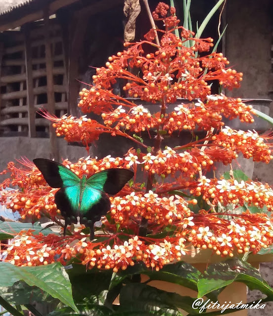 Papilio peranthus
