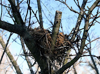 Bird Nest Tree