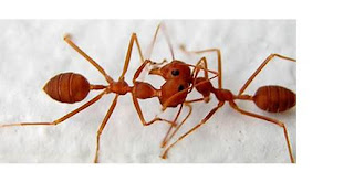 Why ant paused when meeting with other ants