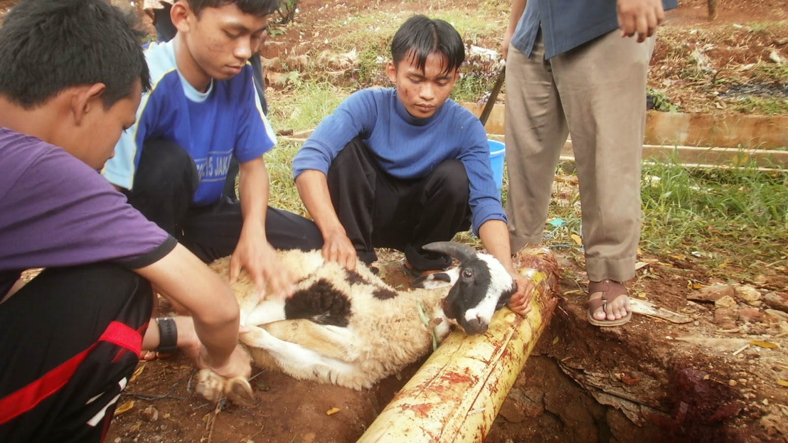 Pritha Khalida: Manfaat Mengenalkan Qurban Pada Anak Sejak 