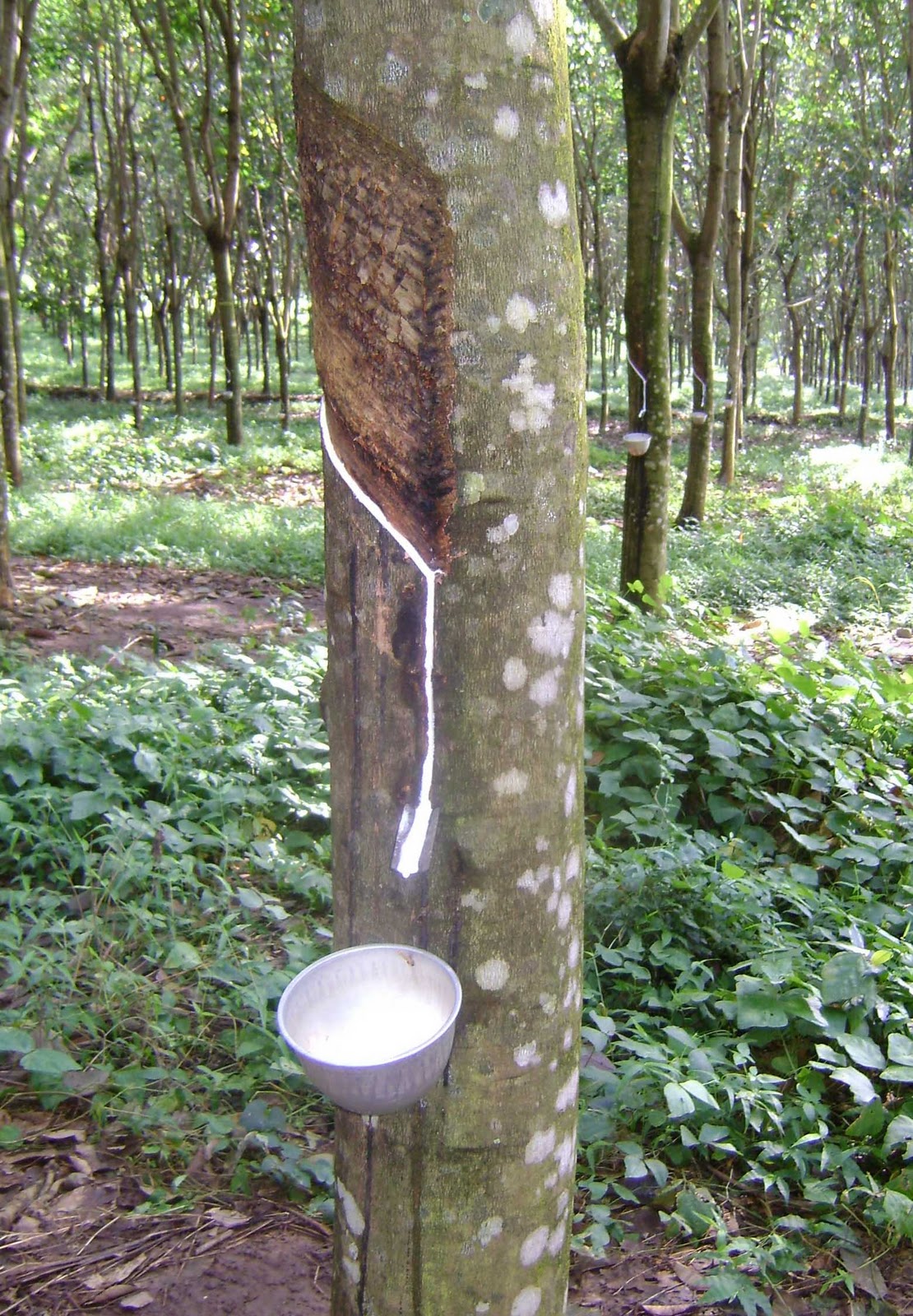 Pemupukan pohon  karet  Warung Online Pupuk NPK SP dan NaCl