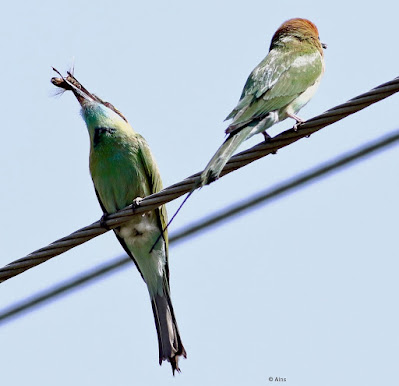 Green Bee-eater