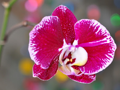 fotografias de orquideas para postales