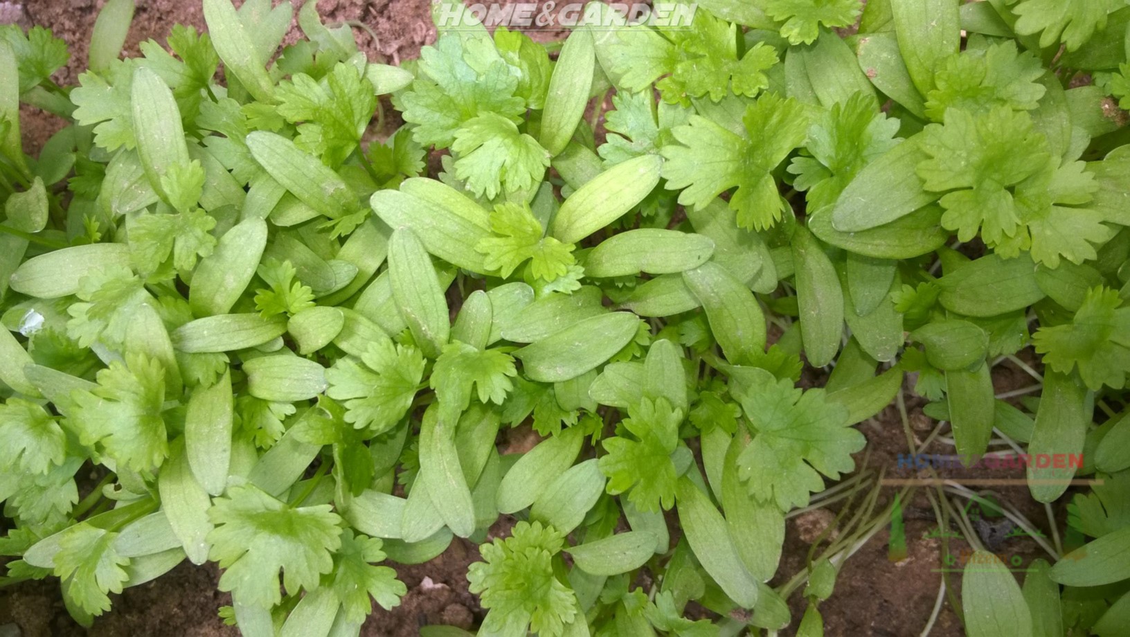 Cilantro will start growing vigorously. After around 4 weeks from the date of planting, they will have lots of leaves and can be harvested.  You need to water them thoroughly.