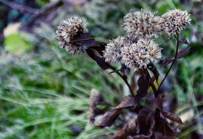 Saussurea riederi,  Rieder's Saussurea,  Japanese Saw-wort, Cohan Seeds
