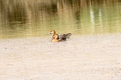 Northern Pintail