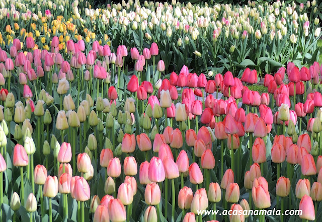 Tulipas no Keukenhof, o jardim mais bonito do mundo