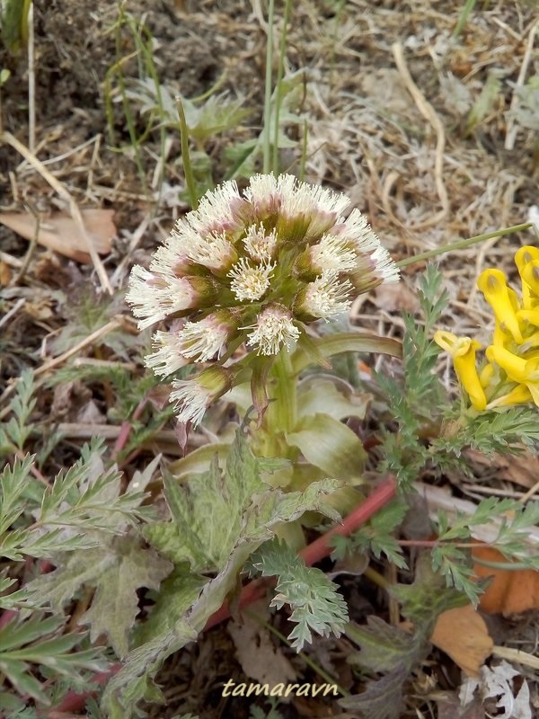 Белокопытник Татеваки (Petasites tatewakianus)