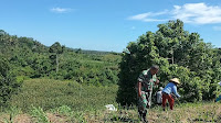 Babinsa Koramil 03/Lubuk Basung Dampingi Petani Jagung di Nagari Kampung Pinang