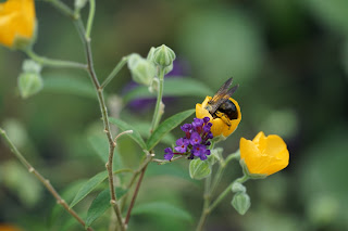 Abutilon palmeri