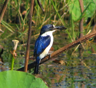 Alción de Macleay Todiramphus macleayii