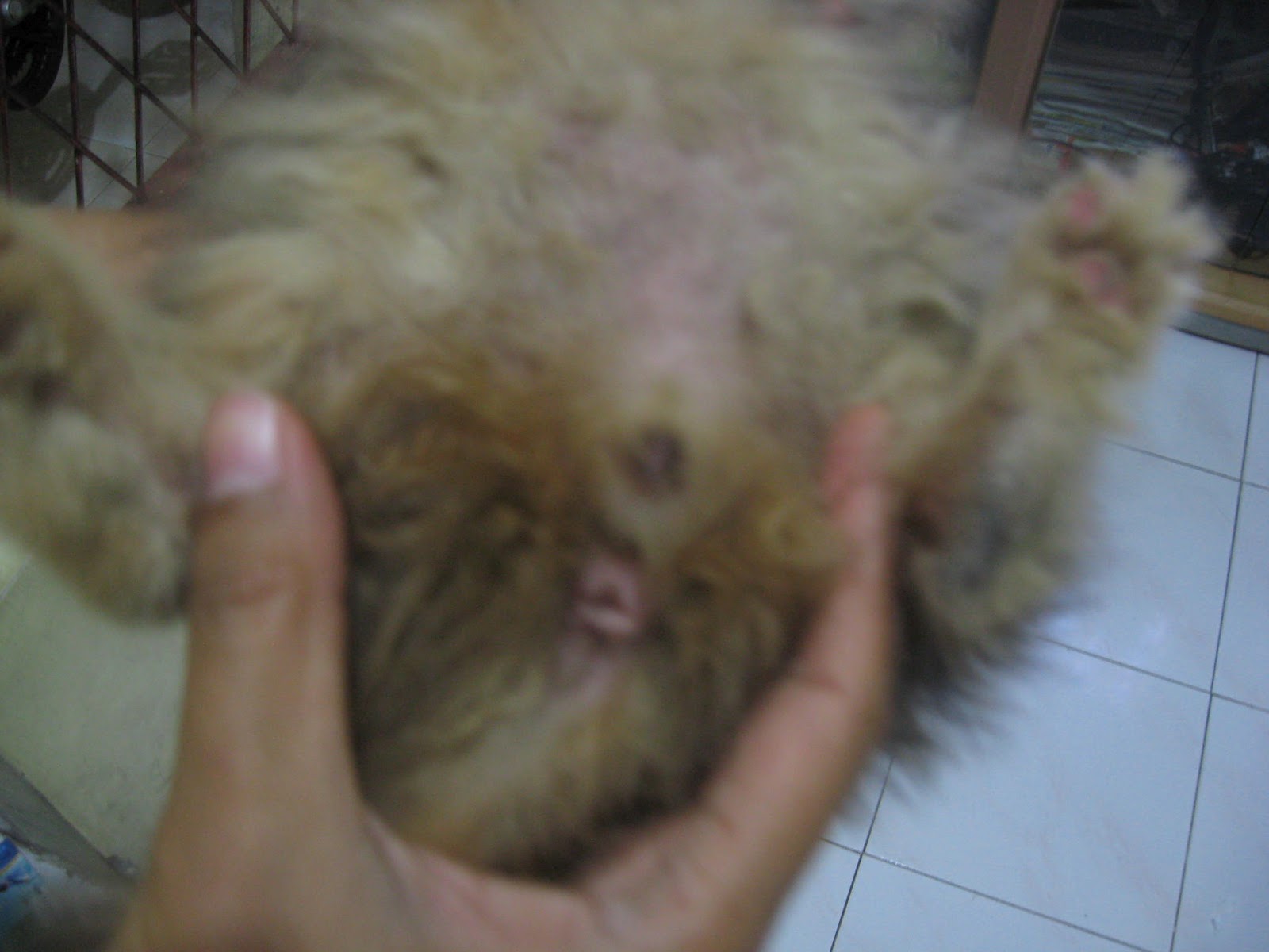 DI JUAL KUCING JANTAN PERSIA BELANG TELON BELANG 3 Jual Beli