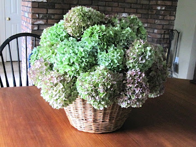 drying hydrangea