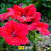 Ashoknagar M. Park Flowers - 3