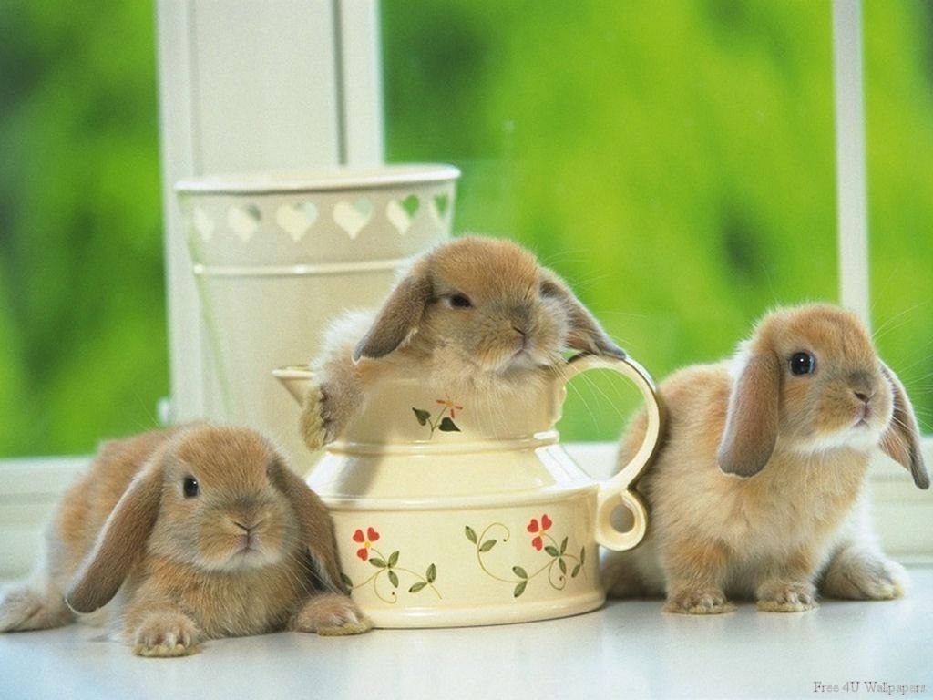 cute bunnys domestic animals