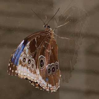 Half Morpho Butterfly