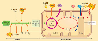 Esquema da respiração celular mostrando as etapas da glicólise, ciclo de Krebs e a cadeia respiratória.