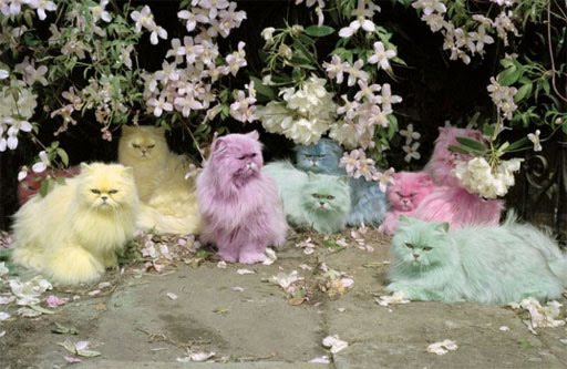 pastel colors, mint,pink,baby pink,baby blue,pastels,cat,pastel cats