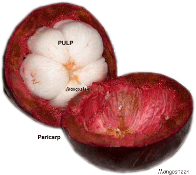 Part of Mangosteen 