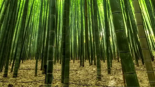 Bamboo Torture Method: A History of Cruelty and Pain