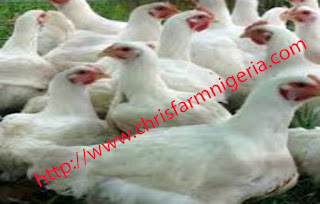 POULTRY FARMING BUSINESS PLAN AND FEASIBILITY STUDY FOR INVESTORS