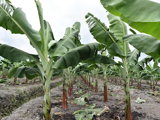 Extenderán a todo el país el Sistema de Alerta Temprana (SATEM), tras el éxito del proyecto que se aplicó con los bananeros de la Línea Noroeste con el apoyo de la Unión Europea.