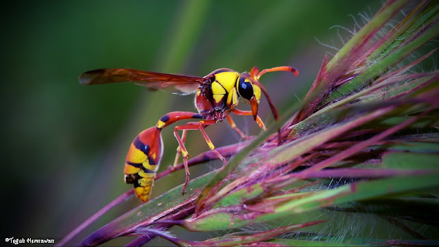 Top 10 Ten Images Macro Photography Part 7 | Wasp edition