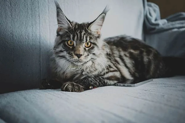 Concerned Maine Coon