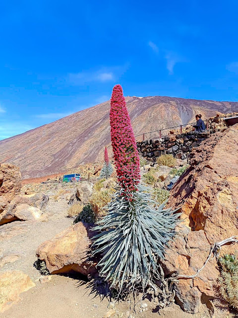 Tajinaste Rojo del Parque Nacional del Teide del año 2023.