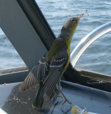 Ohio Birds and Biodiversity: Magnolia Warbler boards ship!