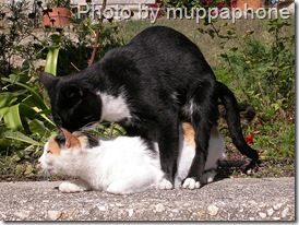 cats mating