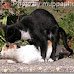 cats mating 1