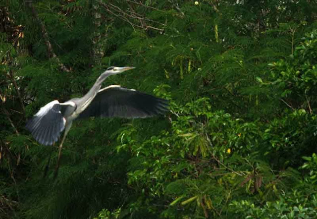 Grey Heron wings spread