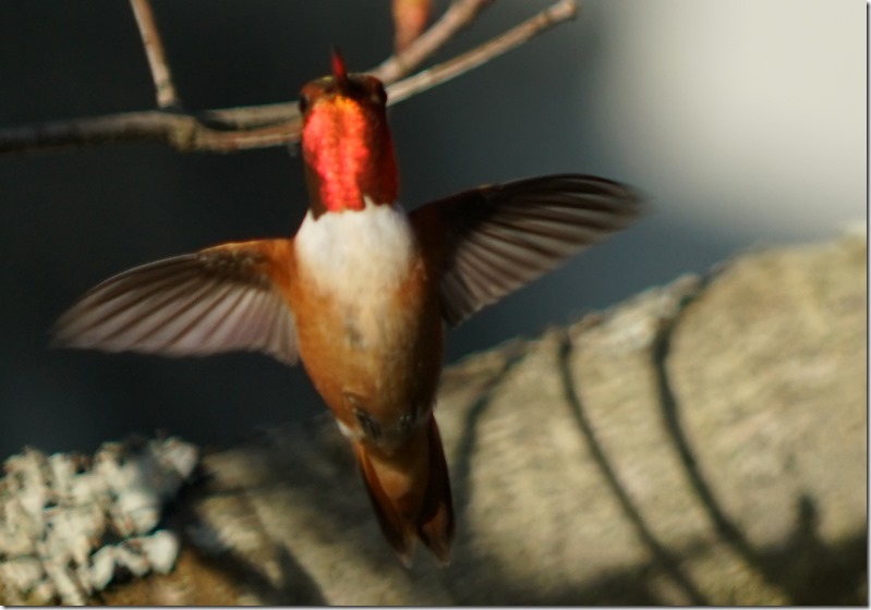 lopez male rufous hummingbird 033016 00000