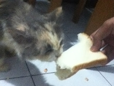 kucing makan roti tawar