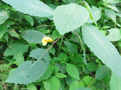 pale touch-me-not, Impatiens pallida