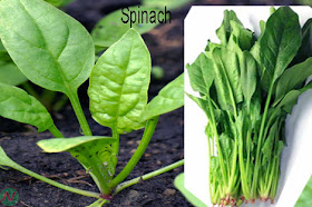 Spinach, spinach greens, পালং শাক