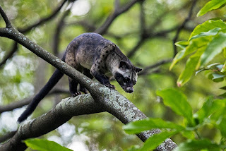 Mengobati Mogok Makan Pada Musang