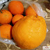  Πορτοκάλι γίγας σε  πορτοκαλιά της Πρέβεζας!