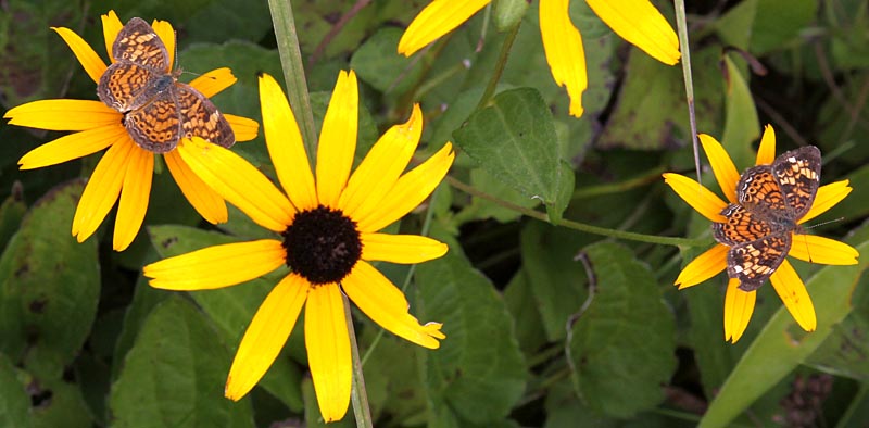 black-eyed susans and pearl crescents