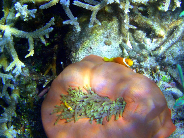 Maldives anemonefish, maldives, indian ocean, tropics